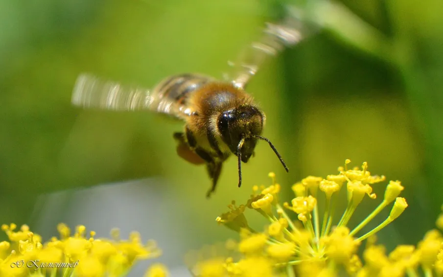 Ожидается высокая пожароопасность!